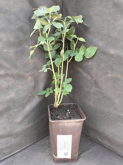 Роза плетистая Жасмина